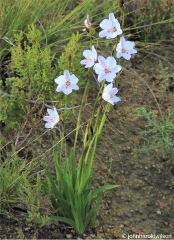 Aristea spiralis in flower