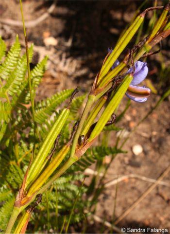 3-lobed capsules 