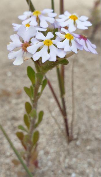 Zaluzianskya villosa plant