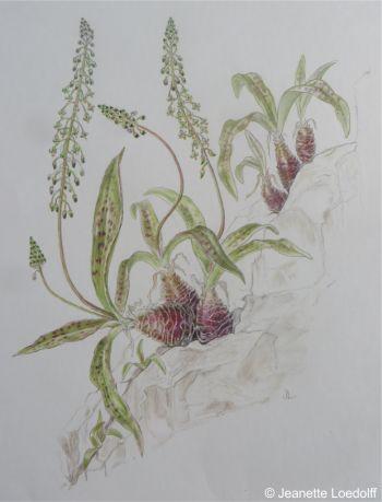 An illustration of Ledebouria loedolffiae by Jeanette Loedolff