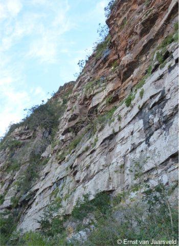 The cliff face along the Mbashe River, habitat of many succulents and Ledebouria loedolffiae