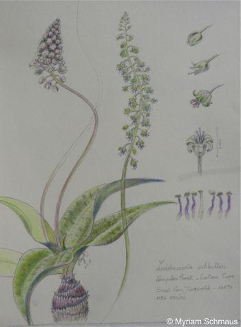 An illustration of Ledebouria loedolffiae by Myriam Schmaus