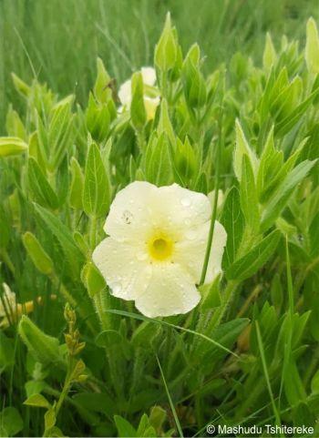 Flowering in habitat