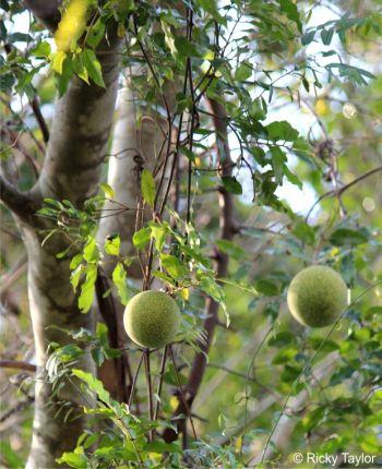 Leaves, tendrils, fruits and bark