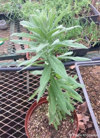 A potted plant in the KZN NBG nursery