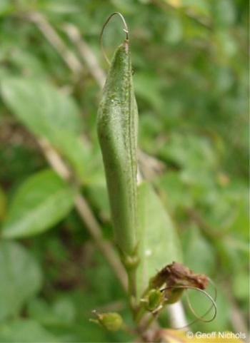 Fruit of Ruttya fruticosa