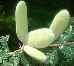 Vachellia  heblecada pods