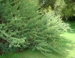 Vachellia hebeclada shrub