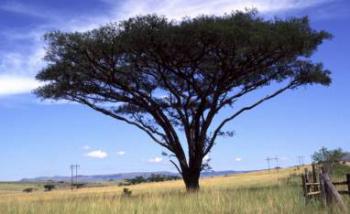 Vachellia sieberiana var.woodii