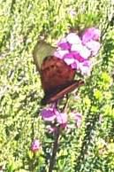 Butterfly on Acmadenia heterophylla