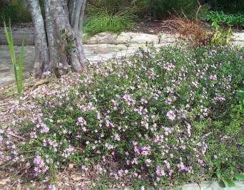 Acmadenia heterophylla