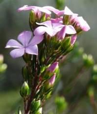 A. trigona flowers