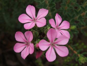 Acmadenia mundiana