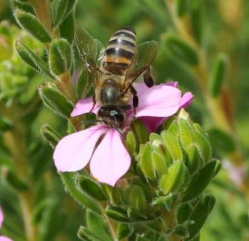 Flowers are visited by bees and butterflies.