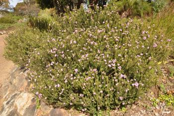 Densely branched, upright, evergreen shrub to 1.2 m.