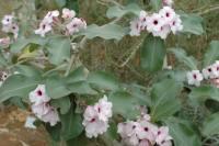 Adenium boehmianum