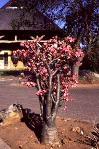 Growing in Kruger Park