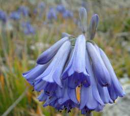 Agapanthus africanus subsp.walshii