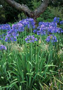 Agapanthus caulescens subsp. angustifolius