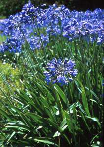 Agapanthus caulescens subsp.augustifolius at Kirstenbosch