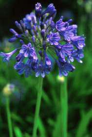 Agapanthus caulescens subsp. gracilis (formerly A. nutans)