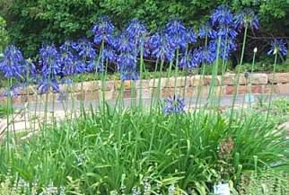 Bed of Agapanthus 'Lydenburg' at Kirstenbosch