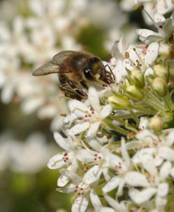 Agathosma mucronulata flowers are visited by bees