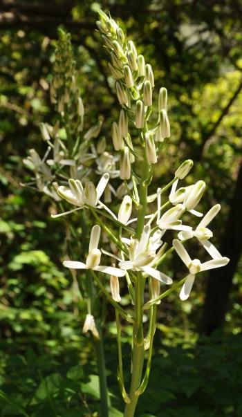 Inflorescence of Albuca nelsonii. (Alice Notten)