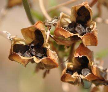 Ripe seed capsules of Albuca nelsonii. (Alice Notten)