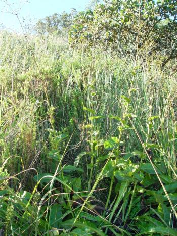 Alepidea amatymbica, in habitat. (Geoff Nichols)