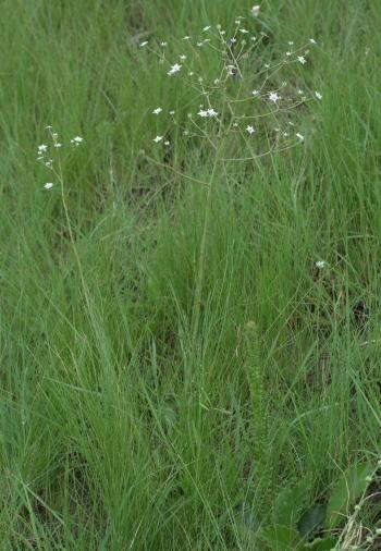 Alepidea amatymbica, in habitat. (Geoff Nichols)