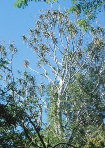 Aloidendron barberae, in habitat.