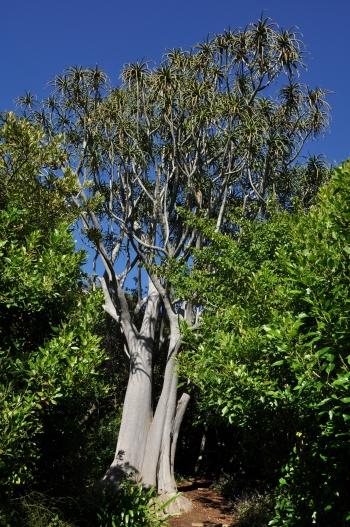 Aloidendron barberae, in the Arboretum, Kirstenbosch.