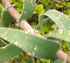 Leaves with teeth at their base