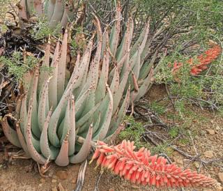 Aloe claviflora with angled inflorescence