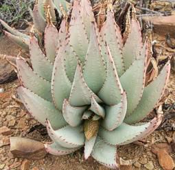 Aloe claviflora with young inflorescence