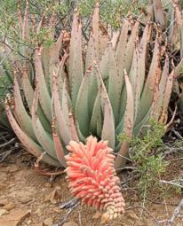 Angled inflorescence, almost prostrate on the ground.