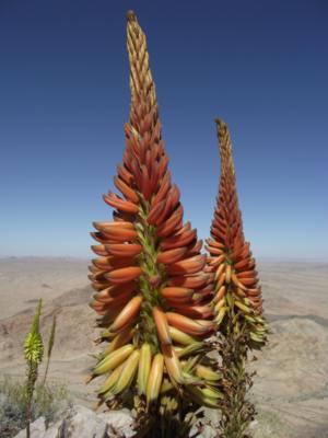 Bicoloured form