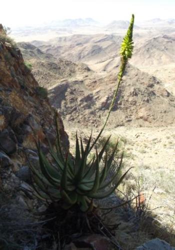 Growing in habitat