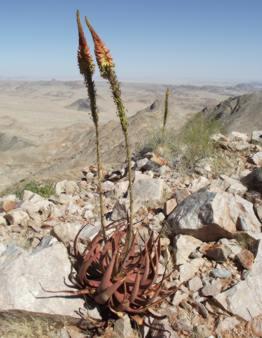 Growing in habitat