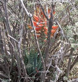 Aloe longistyla protected by scrub plant