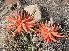 Aloe longistyla