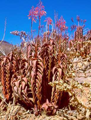 種100粒 ペアルソニー Aloe pearsonii Aloe pearsonii (Pearson's Aloe) - World of Succulents