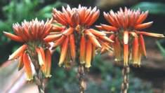 Flowers of Aloe polyphylla