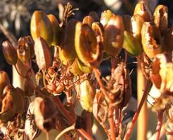 Aloe komaggasensis fruit