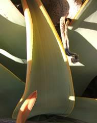 Aloe komaggasensis leaves