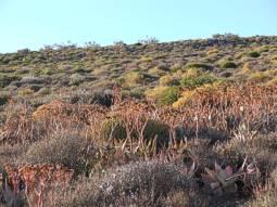 Aloe komaggasensis