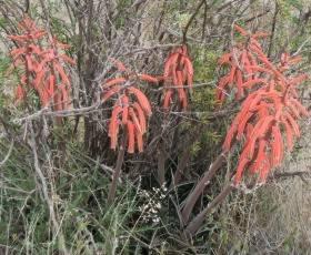 Gonialoe variegata 