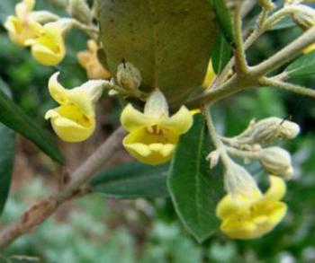 Anastrabe integerrima flowers. Image Geoff Nichols