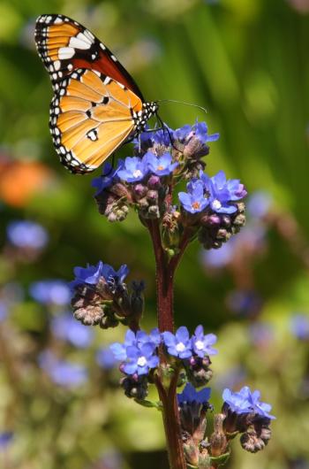 Anchusa capensis is visited by African Monarch butterflies at Kirstenbosch